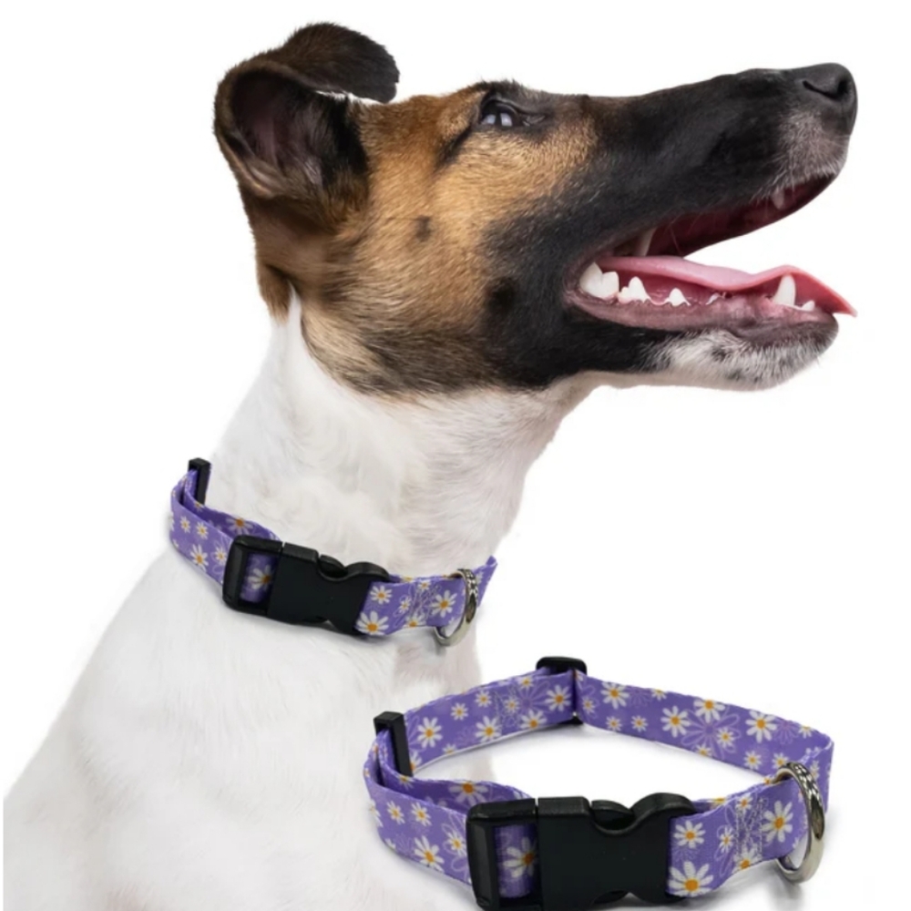 Dog Lease